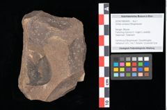 Foto (Objekt + Etikett) von Smilax sagittifera Heer emend. Hantke (NHMW-GEO-2024-0188-0400)